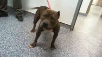 A1267541 -  American Staffordshire Terrier Dog for Adoption in Charlotte, North Carolina - A1267541 | PetCurious
