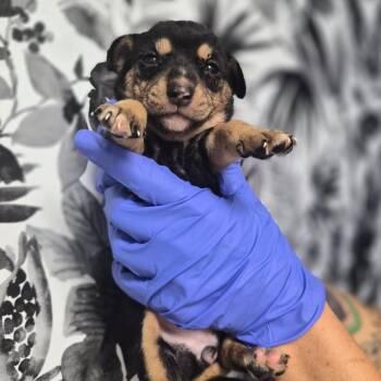 Wanda -  Shepherd Dog for Adoption in Wahiawa, Hawaii - Wanda | PetCurious