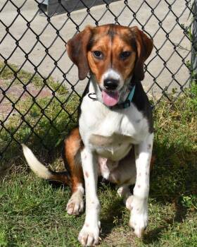 Rescue Hound Dogs for Adoption in Edisto Island, South Carolina - GULLY | PetCurious
