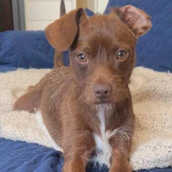 Rescue Miniature Schnauzer and Chihuahua Dogs for Adoption in Tacoma, Washington - Chip | PetCurious