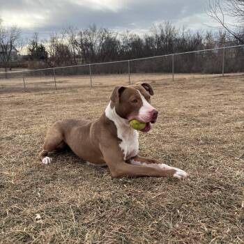 Aubrey -  Pit Bull Terrier Dog for Adoption in Marshalltown, Iowa - Aubrey | PetCurious