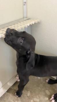 Labrador Retriever Dogs Available for Adoption - Remington | PetCurious