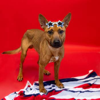 Pen 202 Rambo Hw+ -  Shepherd Dog for Adoption in Lawrenceville, Georgia - Pen 202 Rambo Hw+ | PetCurious