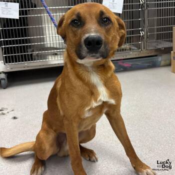 Retriever Dogs Available for Adoption in Washington, District Of Columbia - Gavin | PetCurious