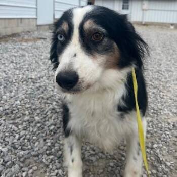 Spotlight -  Australian Shepherd Dog for Adoption in Northbrook, Illinois - Spotlight | PetCurious