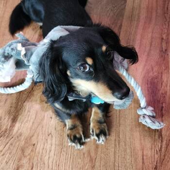 Scooter - OHIO ONLY -  Dachshund Dog for Adoption in Lebanon, Ohio - Scooter - OHIO ONLY | PetCurious