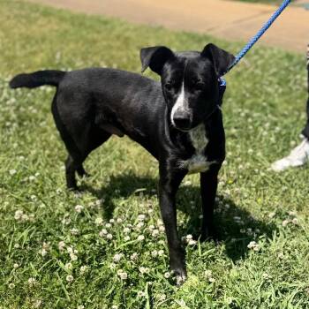 Mixed Breed Dogs Available for Adoption in Corinth, Mississippi - Milo | PetCurious