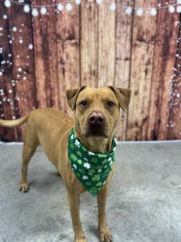 Labrador Retriever Dogs Available for Adoption - Trooper | PetCurious