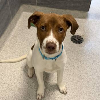 Mixed Breed Dogs Available for Adoption - Dee | PetCurious