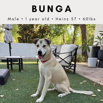 Bunga (aka Cooper) -  Husky and Anatolian Shepherd Dog for Adoption in Tucson, Arizona - Bunga (aka Cooper) | PetCurious