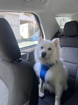 Rudy of Los Angeles -  American Eskimo Dog Dog Available for Adoption - Rudy Of Los Angeles | PetCurious
