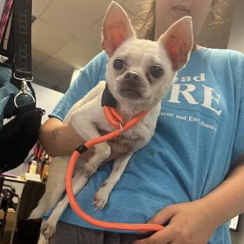 Little Blonde Bat -  Chihuahua Dog for Adoption in St. Louis, Missouri - Little Blonde Bat | PetCurious