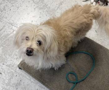Maltese and Poodle Dogs Available for Adoption - *Eli* | PetCurious