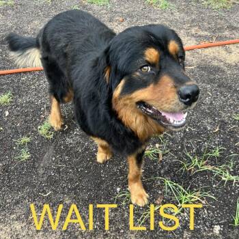 Bobo -  Rottweiler and Shepherd Dog for Adoption in Livingston, Texas - Bobo | PetCurious