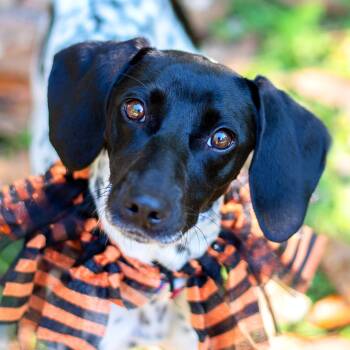 Rescue Mixed Breed Dogs for Adoption in Baton Rouge, Louisiana - Sweetums | PetCurious