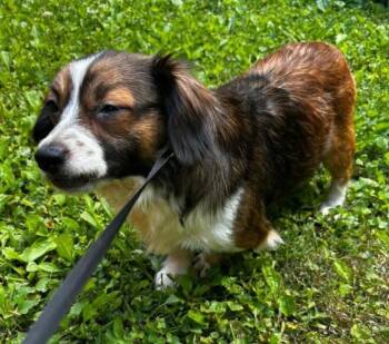 Teddy Bear -  Chihuahua Dog Available for Adoption in Knoxville, Tennessee - Teddy Bear | PetCurious
