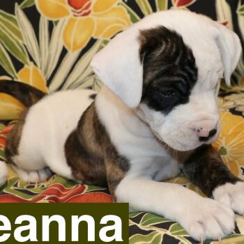 Hound and Beagle Dogs Available for Adoption in Potomac, Maryland - Breanna | PetCurious