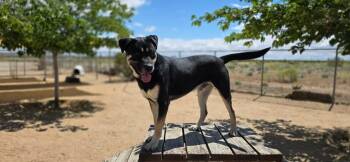 Atticus -  Shepherd and Rottweiler Dog for Adoption in California City, California - Atticus | PetCurious