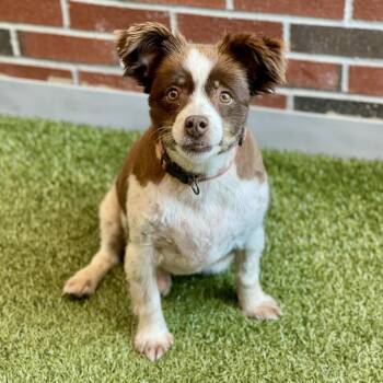 Berdie -  Australian Shepherd and Mixed Breed Dog for Adoption in Pelham, New Hampshire - Berdie | PetCurious