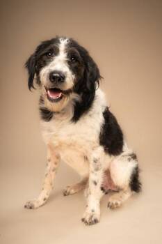 Monroe -  Standard Poodle and Labrador Retriever Dog for Adoption in Fort Worth, Texas - Monroe | PetCurious