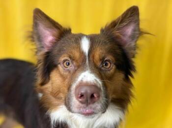 Trey -  Shepherd Dog for Adoption in Portland, Oregon - Trey | PetCurious