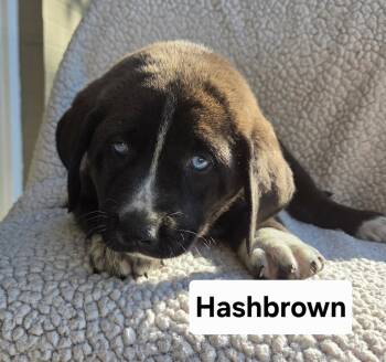 Hashbrown -  Australian Shepherd Dog for Adoption in Hillside, Illinois - Hashbrown | PetCurious