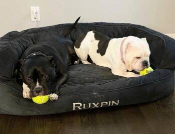 Ruxpin -  Pit Bull Terrier Dog for Adoption in Caldwell, New Jersey - Ruxpin | PetCurious