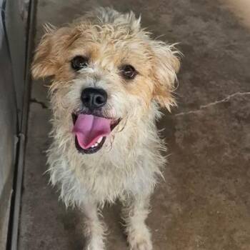 Ms Frizzle -  Poodle and Golden Retriever Dog for Adoption in Morton Grove, Illinois - Ms Frizzle | PetCurious