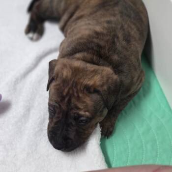 Johnny Rose -  Mixed Breed Dog for Adoption in Olathe, Kansas - Johnny Rose | PetCurious