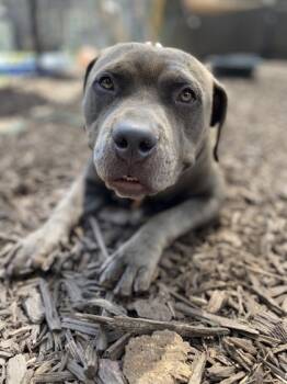 Rescue Mixed Breed Dogs for Adoption in Chamblee, Georgia - Gabana-IN FOSTER | PetCurious