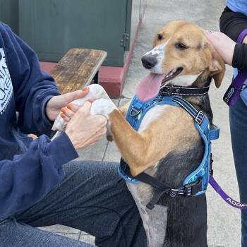 Mixed Breed Dogs Available for Adoption - Scentra 25-1756 | PetCurious