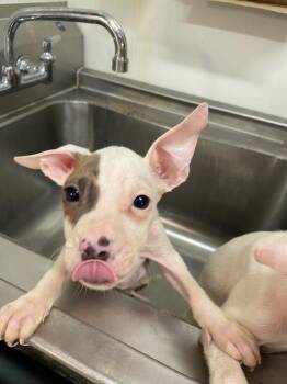 Pit Bull Terrier Dogs Available for Adoption in Baytown, Texas - CRANIUM | PetCurious