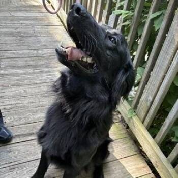 Moose -  Retriever Dog Available for Adoption in Greenbelt, Maryland - Moose | PetCurious