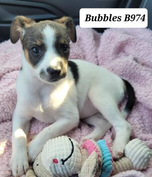 Shih Tzu and Terrier Dogs Available for Adoption in Morganton, North Carolina - Bubbles | PetCurious