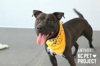 Pit Bull Terrier and Mixed Breed Dogs Available for Adoption in Kansas City, Missouri - Anthony | PetCurious
