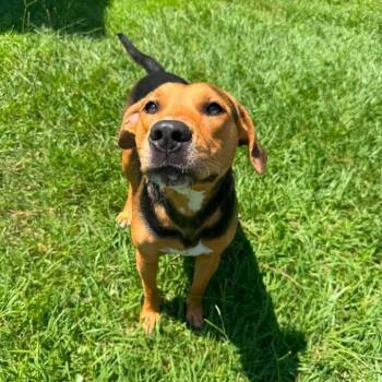 Millie -  Hound Dog for Adoption in Wilmington, North Carolina - Millie | PetCurious