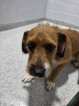 Schnauzer Dogs Available for Adoption in Rocky Mount, North Carolina - Opal31998C | PetCurious