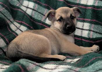 Henry -  Chihuahua and Husky Dog for Adoption in Kingsburg, California - Henry | PetCurious