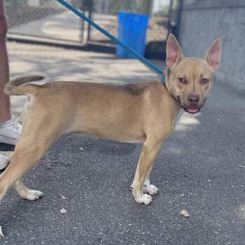 Terrier Dogs Available for Adoption - Red | PetCurious