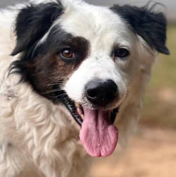 Border Collie Dogs Available for Adoption in Newport, Oregon - Oso | PetCurious