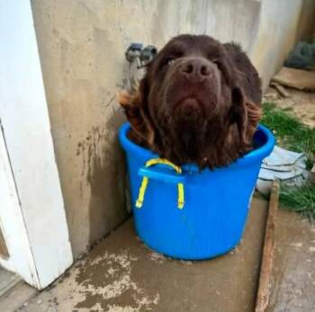 Grizzly -  Newfoundland Dog Dog for Adoption in Newport, New Hampshire - Grizzly | PetCurious