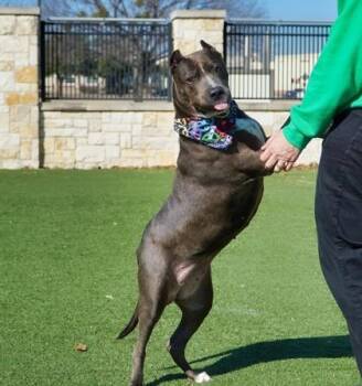 Amelia -  Pit Bull Terrier and Xoloitzcuintli Mexican Hairless Dog for Adoption in North Richland Hills, Texas - Amelia | PetCurious