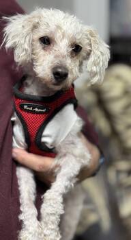 Bichon Frise and Poodle Dogs Available for Adoption - Avery | PetCurious