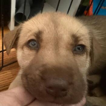 Nala (Can leave 10/4) -  Husky and Mixed Breed Dog for Adoption in Silver Spring, Maryland - Nala (Can Leave 10/4) | PetCurious