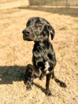 Labrador Retriever and Hound Dogs Available for Adoption in Springfield, Tennessee - Bodi | PetCurious