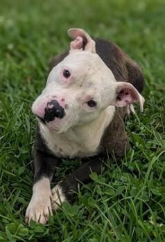 RIVER -  Pit Bull Terrier Dog for Adoption in Akron, Ohio - RIVER | PetCurious
