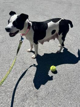 Cowbella -  Mixed Breed Dog Available for Adoption in Truckee, California - Cowbella | PetCurious