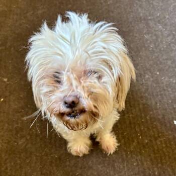 Dolly -  Poodle and Mixed Breed Dog for Adoption in Metamora, Michigan - Dolly | PetCurious