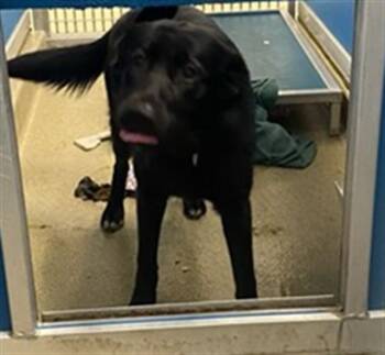 Labrador Retriever and German Shepherd Dog Dogs Available for Adoption in St. Louis, Missouri - SHELIA | PetCurious
