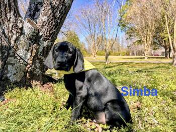 Black Labrador Retriever and Hound Dogs Available for Adoption - Simba | PetCurious